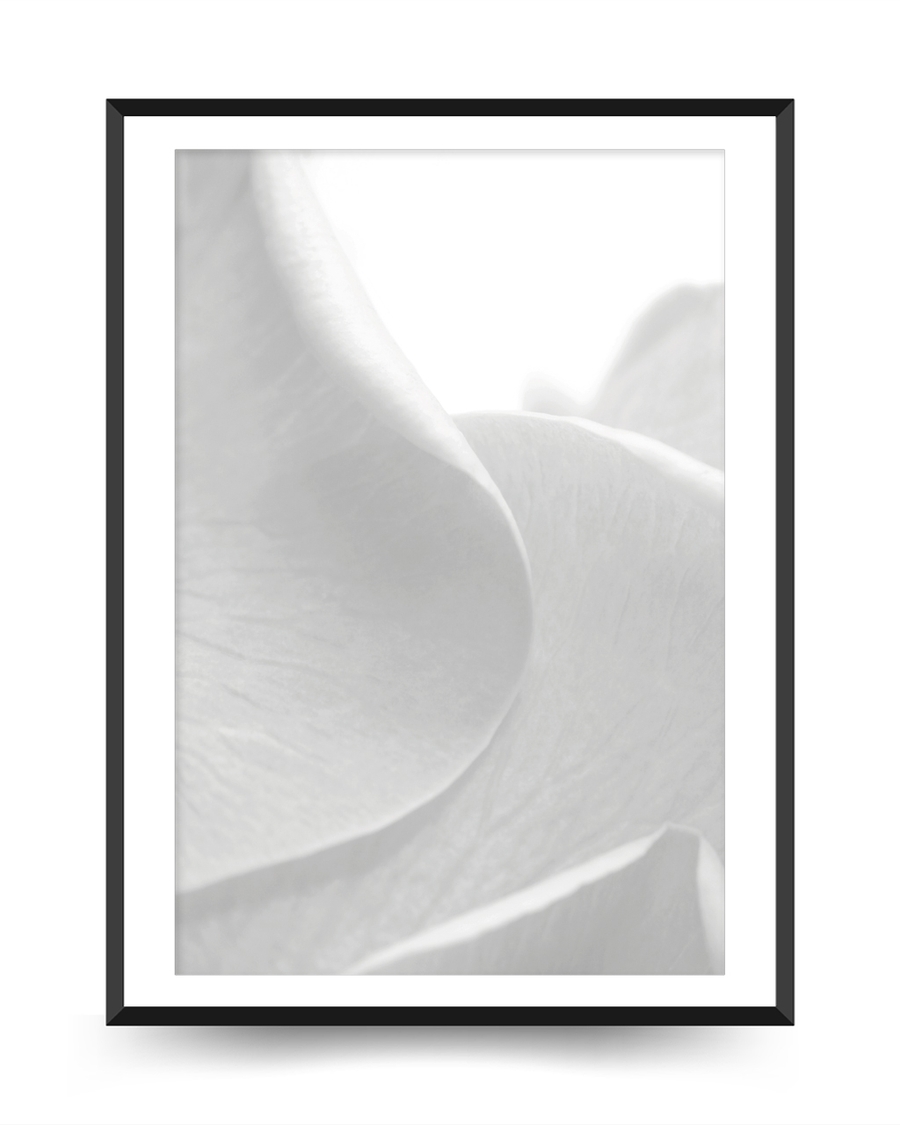 A poster of a Soft white petals in minimal macro closeup