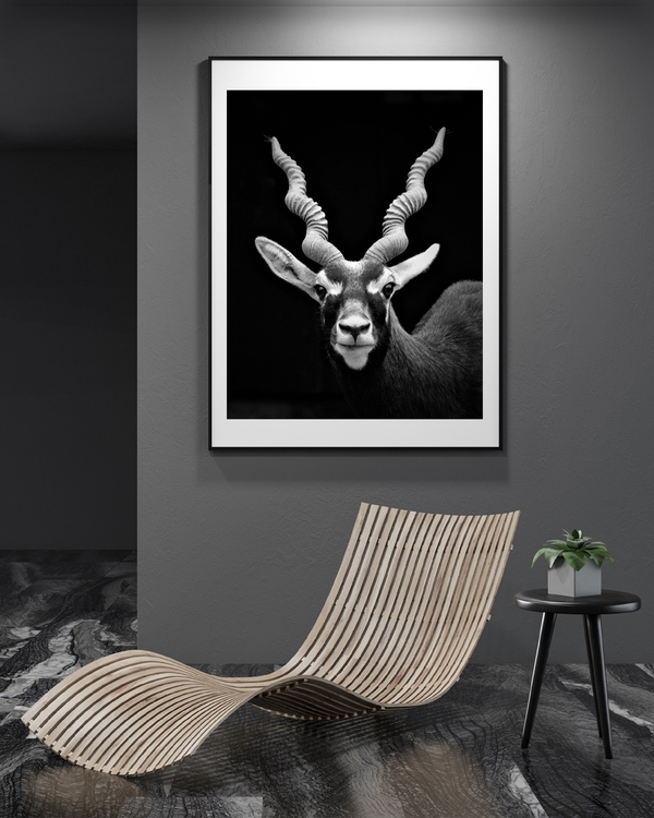 A poster of a antelope with spiral horns in black-and-white portrait