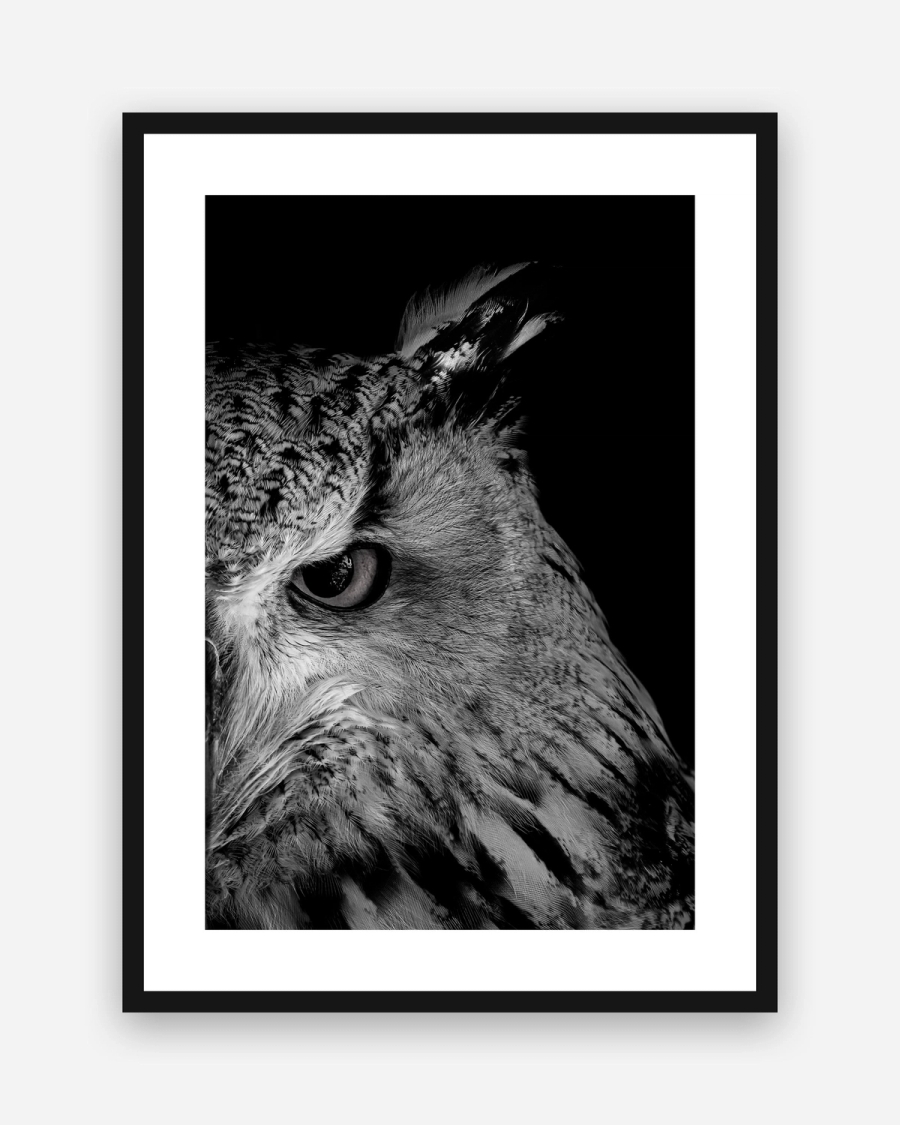 Owl in Shadow poster with a white border in a black frame