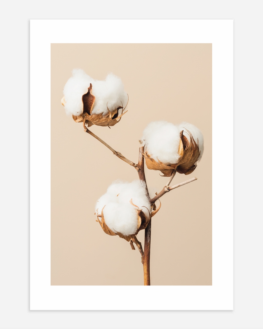 A poster of a Cotton plant branch with white blooms on beige background