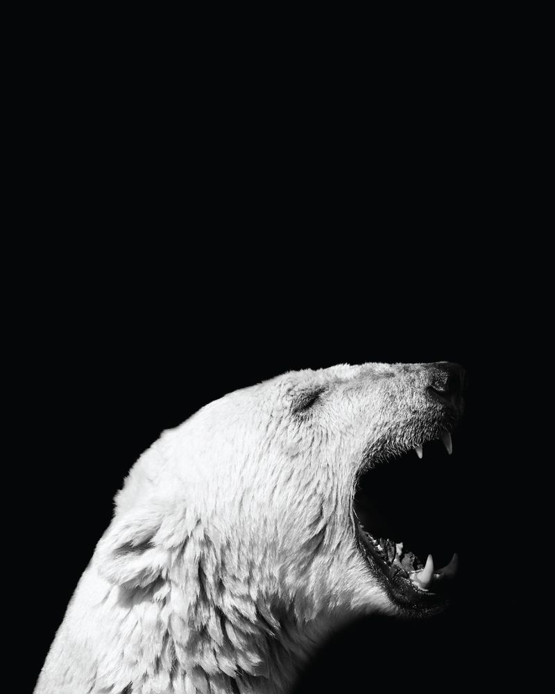 A roaring arctic polar bear in black and white