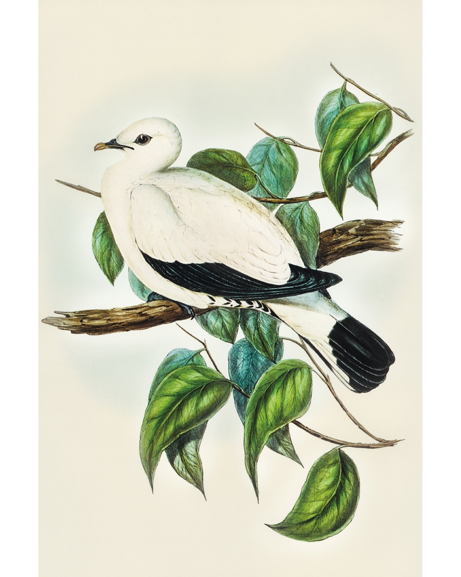 Illustrated white bird resting on branch with leaves