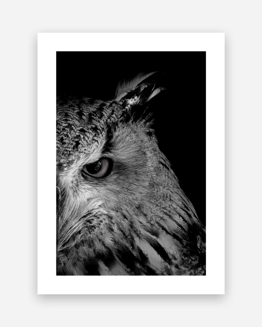 Owl in Shadow poster with a white border, unframed on a light gray background