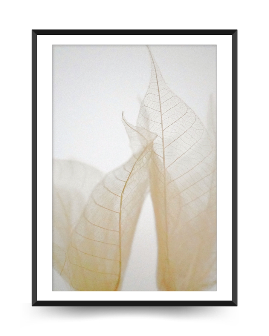 A poster of a Transparent leaves in soft natural neutral tones