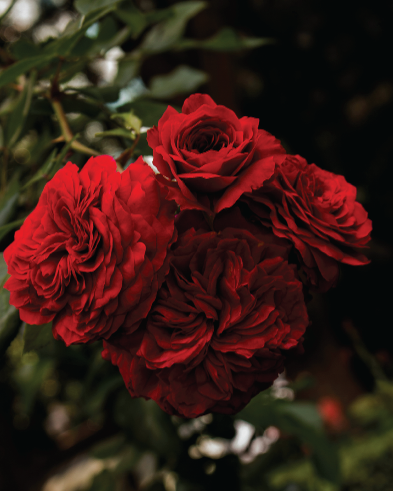 A bouquet of red flowers with a green background