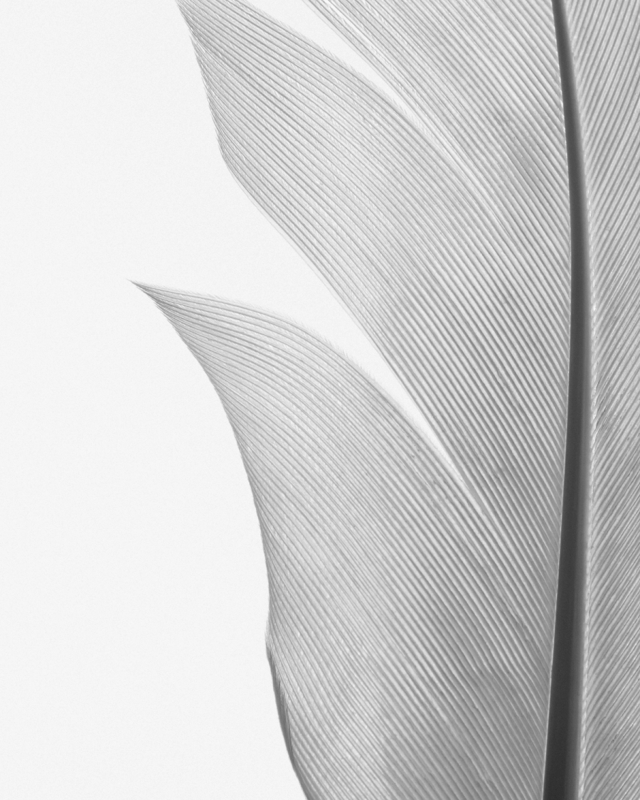 Close view of a white feather in pale gray tones with fine curved barbs on a light background