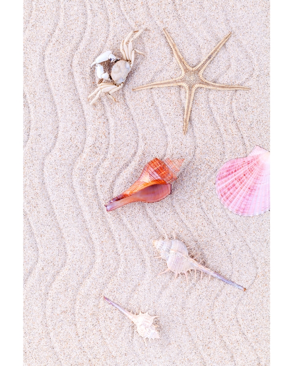 Seashells and starfish arranged on soft beach sand