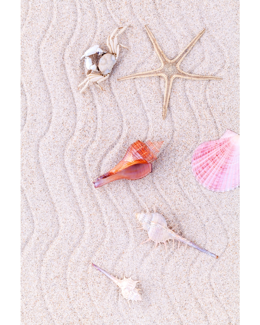 Seashells and starfish arranged on soft beach sand