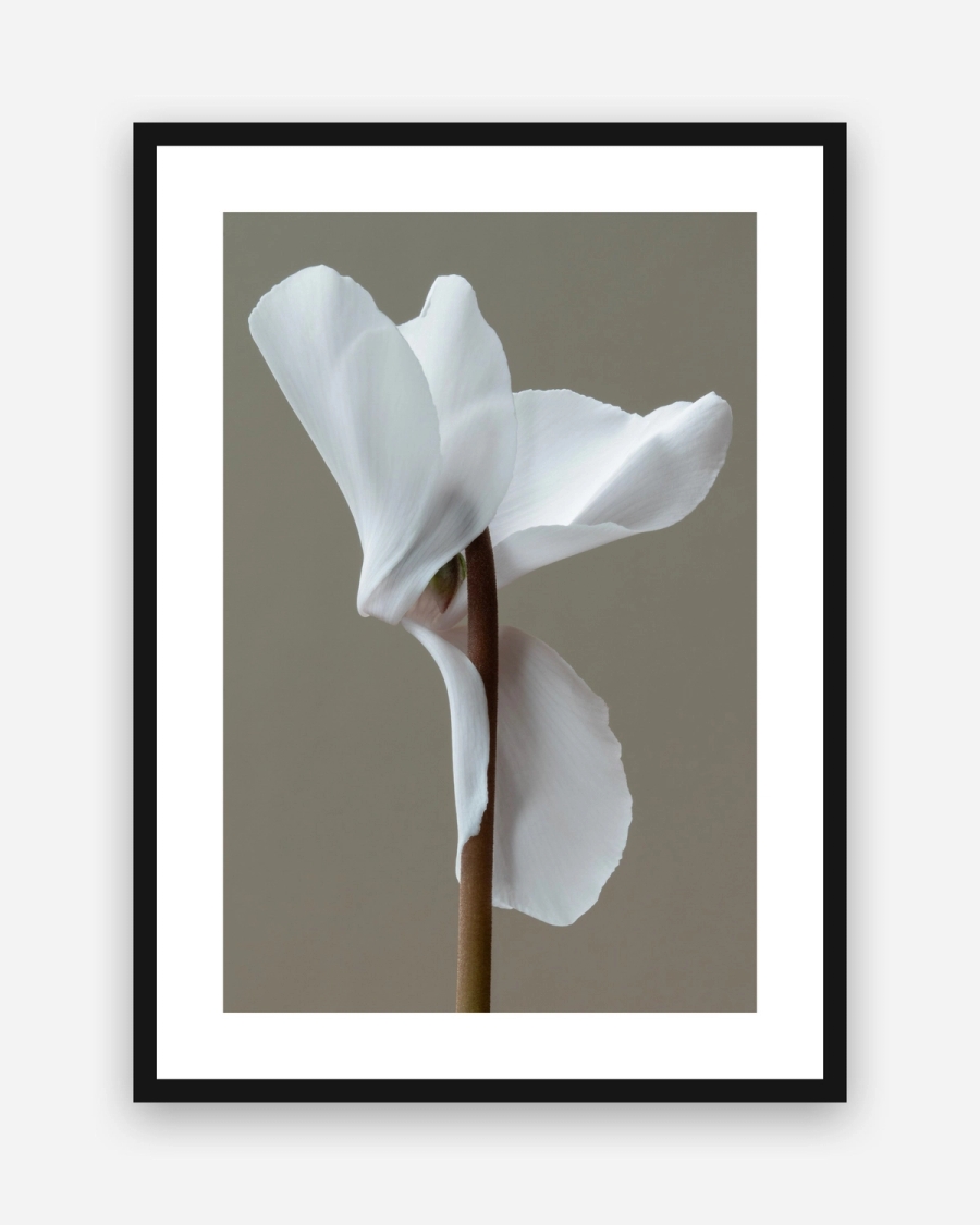 White Cyclamen Study poster with a white border in a black frame