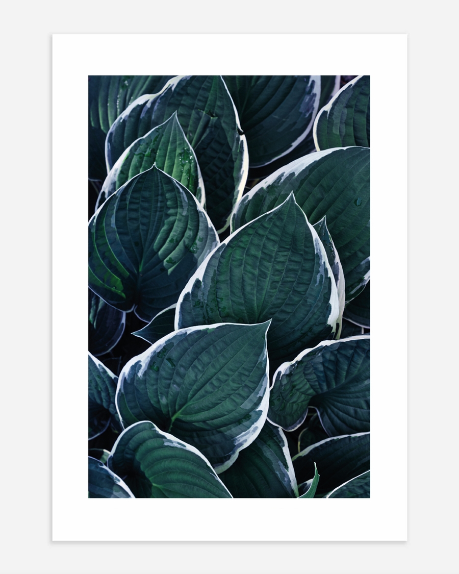 A poster of a Close‑up deep green leaves with soft texture