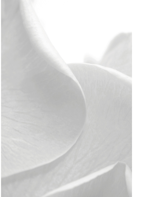 Soft white petals in minimal macro closeup