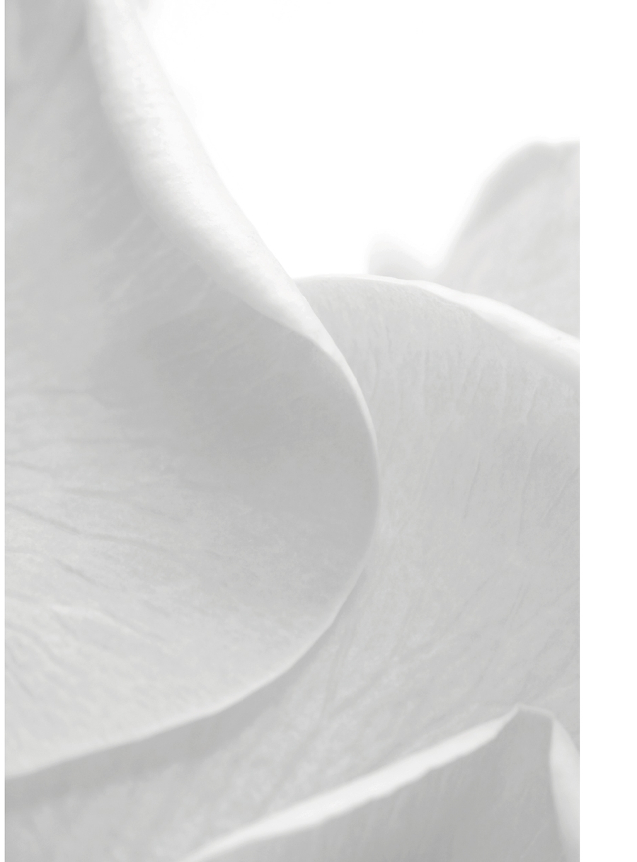 Soft white petals in minimal macro closeup
