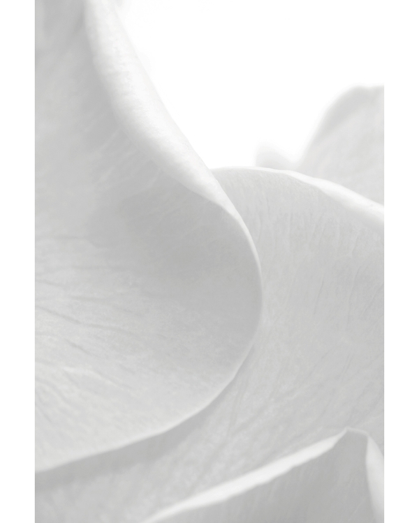 Soft white petals in minimal macro closeup