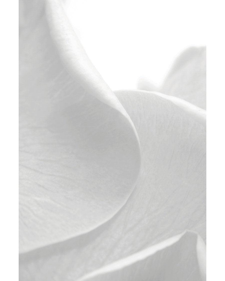 Soft white petals in minimal macro closeup