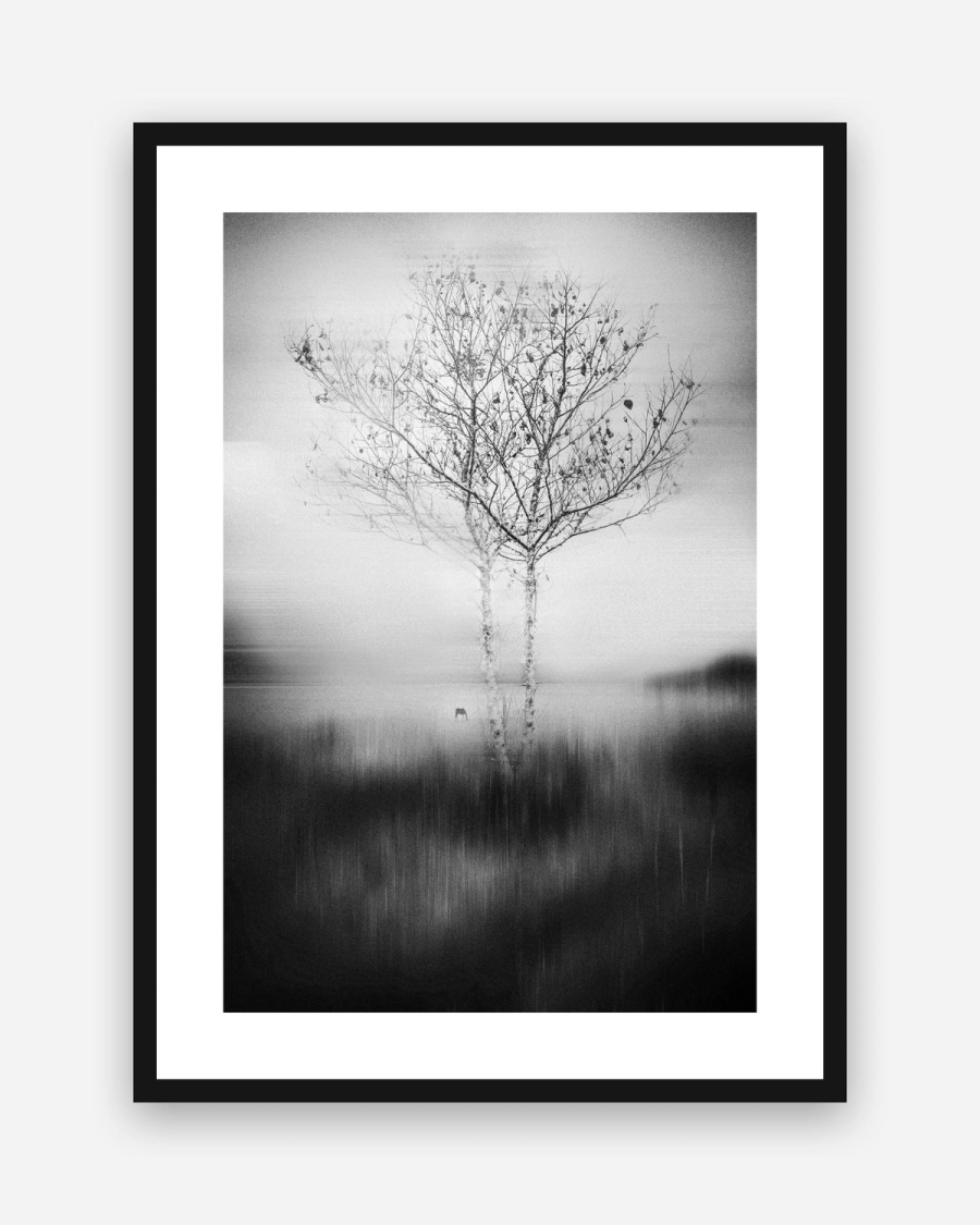 Birch in Haze poster with a white border in a black frame