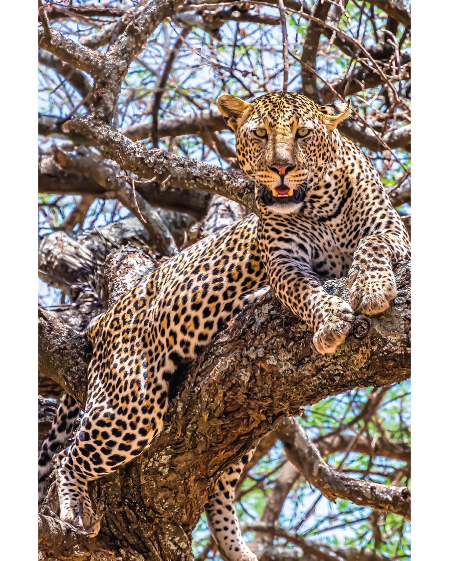Leopard resting on tree branch in sunlight