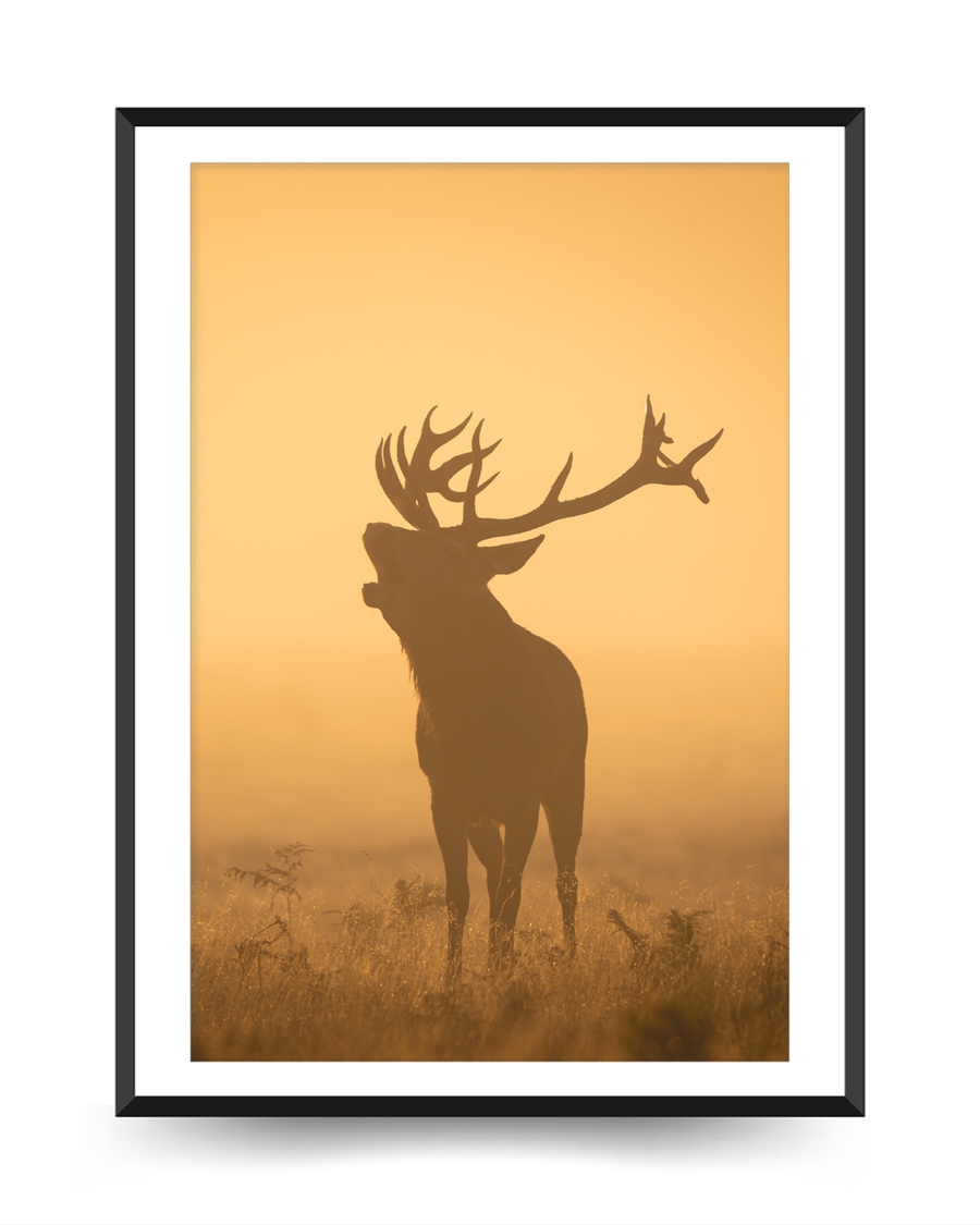 A poster of a Silhouetted deer standing in golden misty field