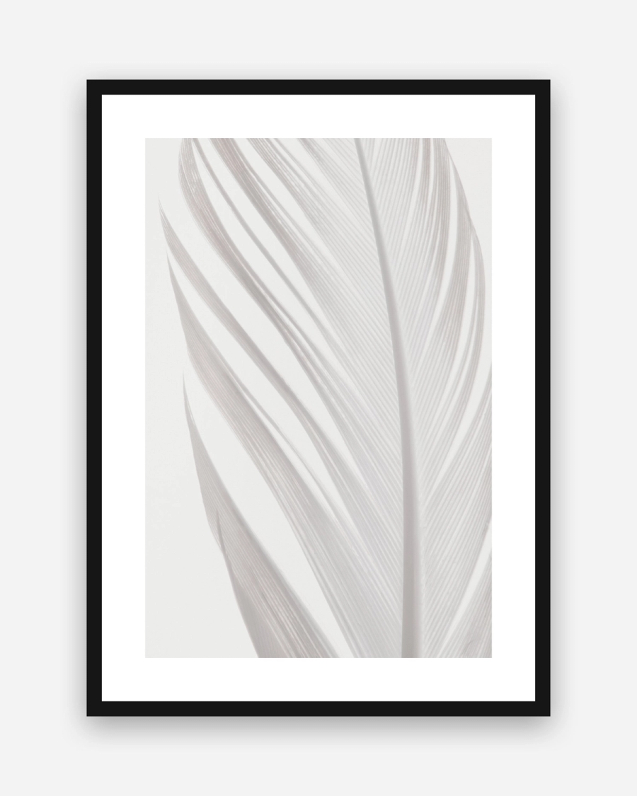 White Plume poster with a white border in a black frame
