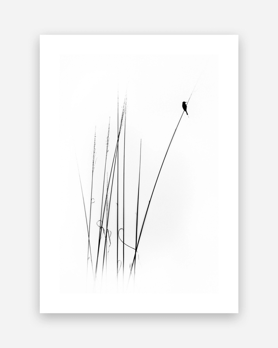 Bird on Reeds poster with a white border, unframed on a light gray background