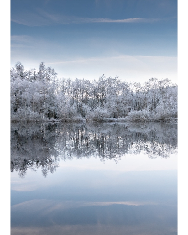 Frost-covered trees reflected in calm winter lake