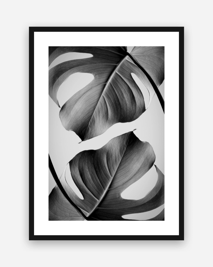 Monstera in Gray poster with a white border in a black frame