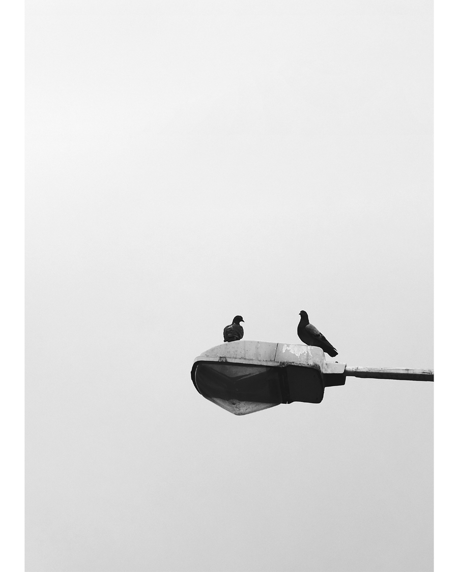 Two birds perched on streetlamp against empty sky