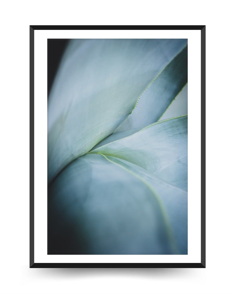 A poster of a Soft blue green succulent leaves in close up