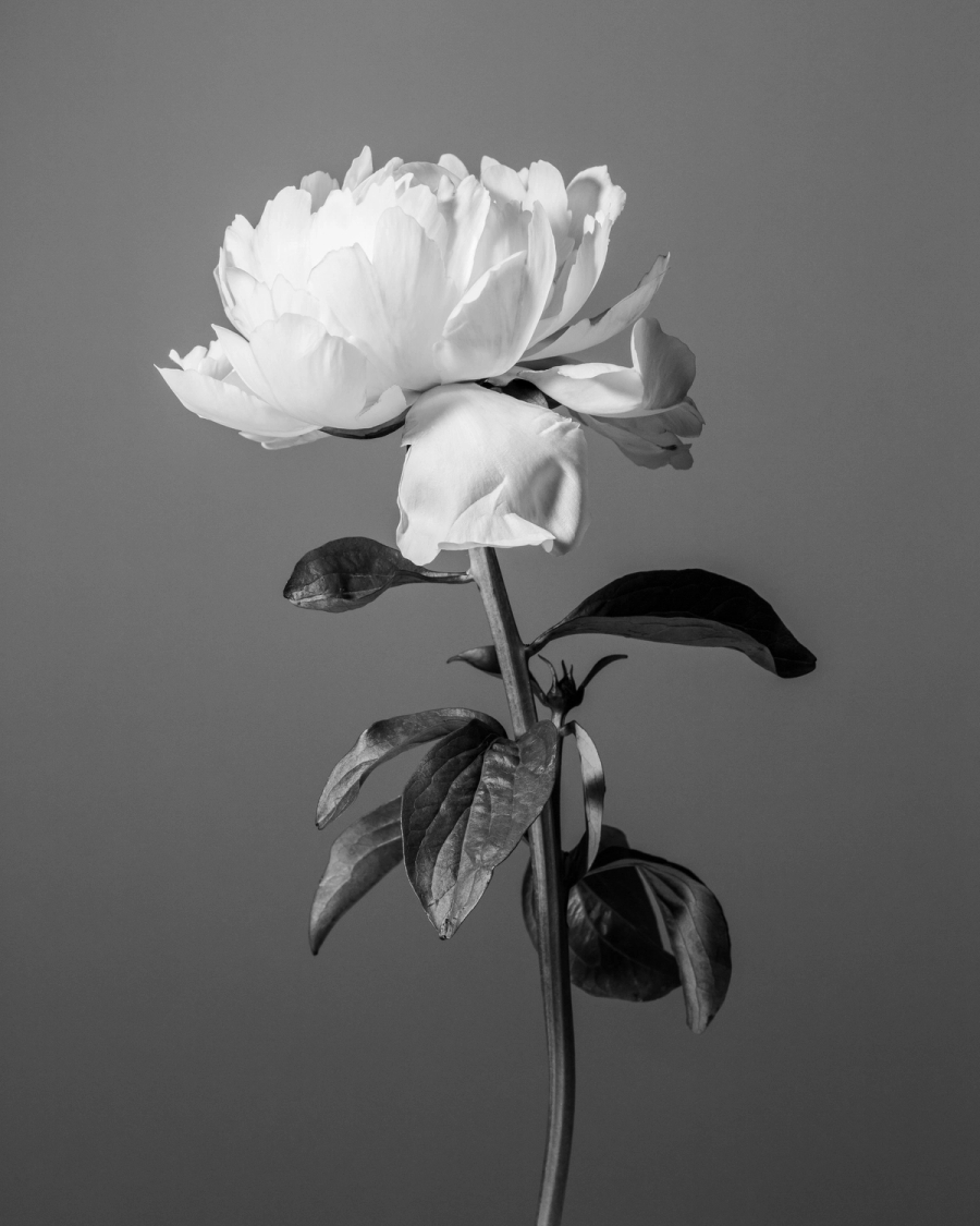 Black and white photograph of a single white peony with dark leaves on a gray background