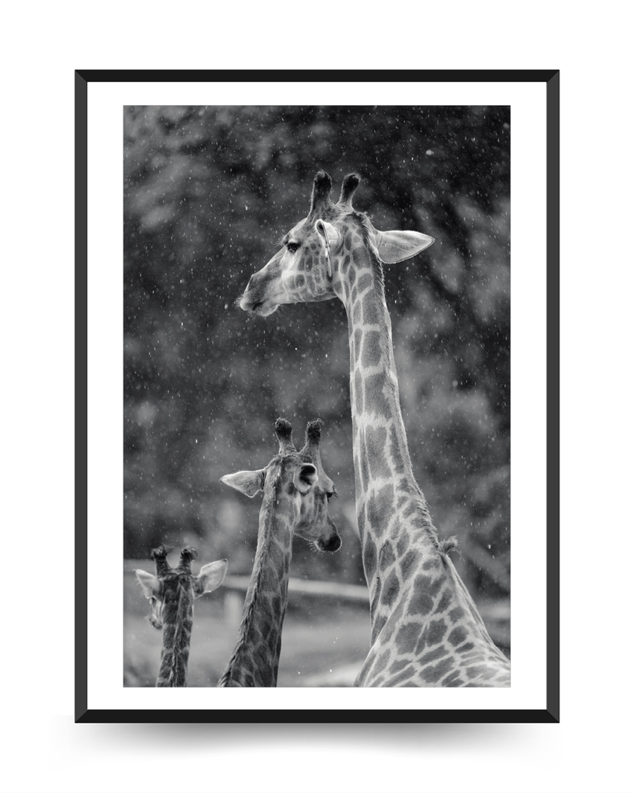 A poster of a Giraffes standing in falling snow with soft blurred background