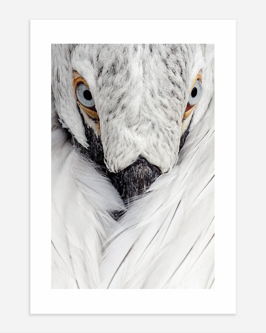 A poster of a White bird close up with sharp eyes and soft feathers