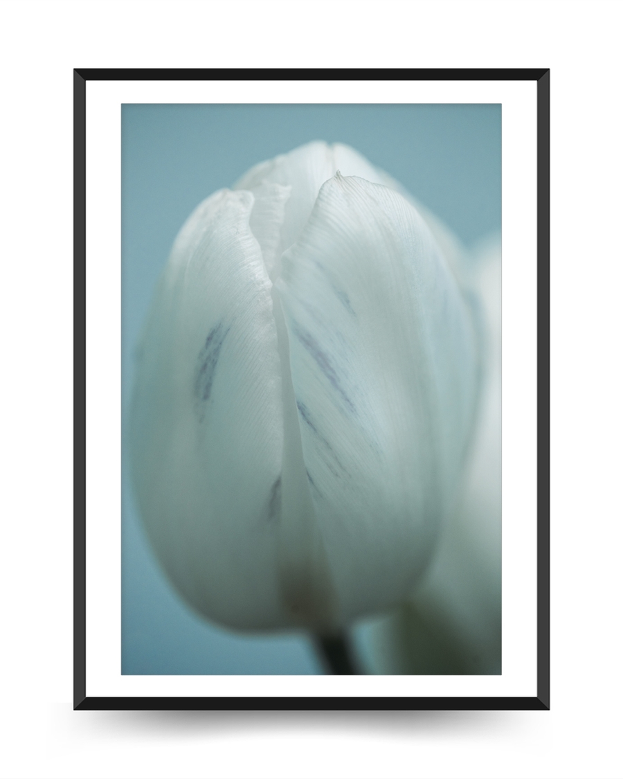 A poster of a Close‑up white tulip with soft cool tones