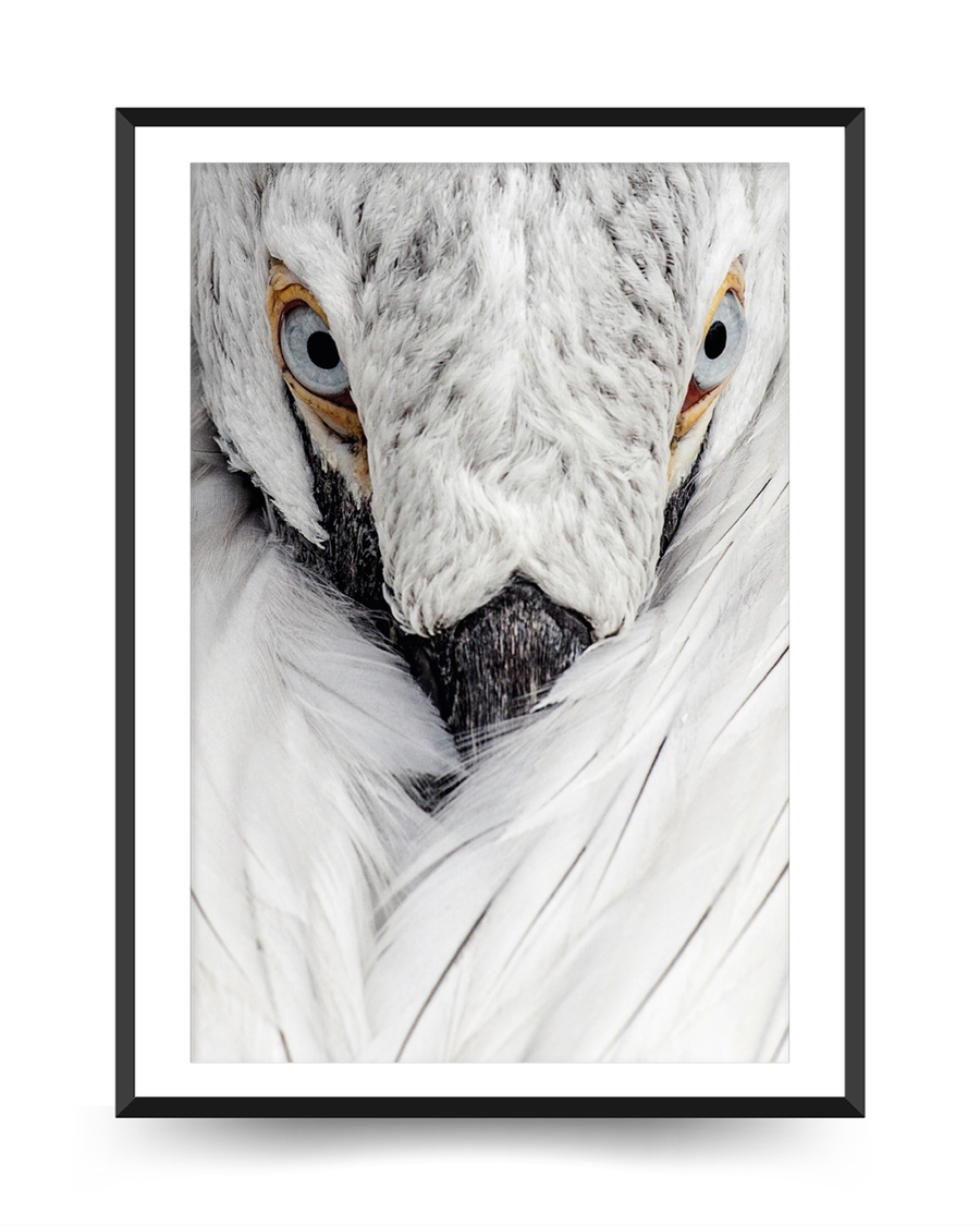 A poster of a White bird close up with sharp eyes and soft feathers