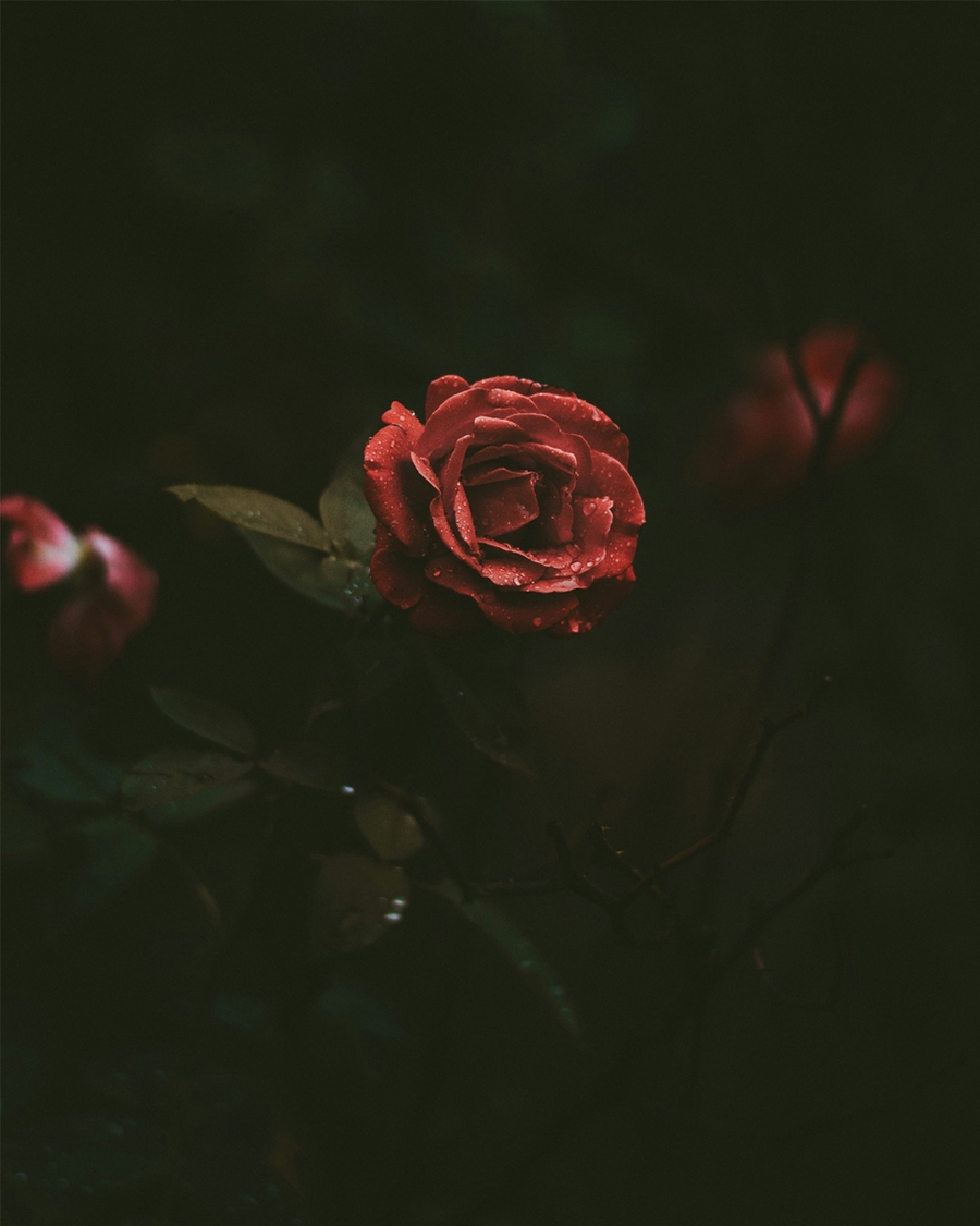 Red rose on a dark background