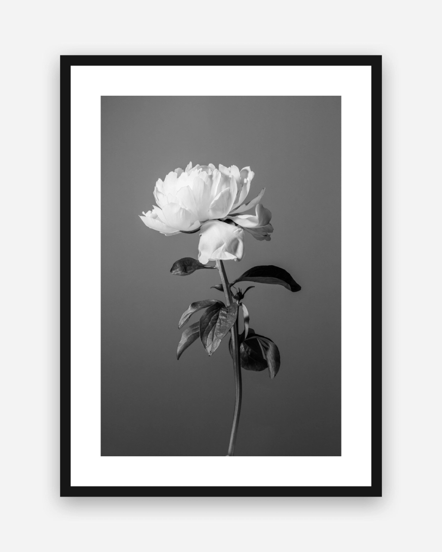 Peony in Gray poster with a white border in a black frame
