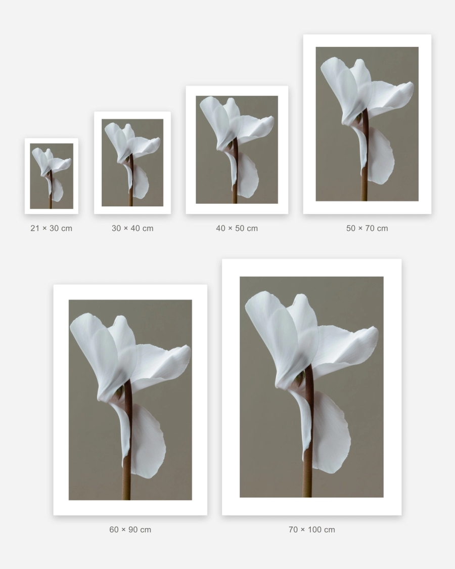 White Cyclamen Study poster in 6 sizes, shown to scale: 21 × 30, 30 × 40, 40 × 50, 50 × 70, 60 × 90 and 70 × 100 cm