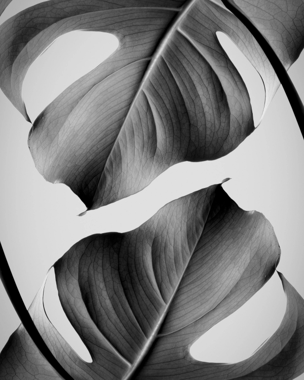 Black and white close-up of backlit monstera leaves with visible veins against a pale gray background