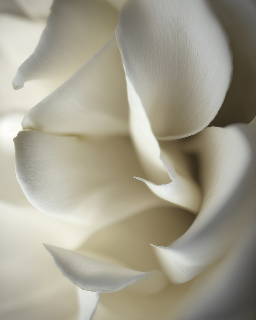 Close up of a white rose petals