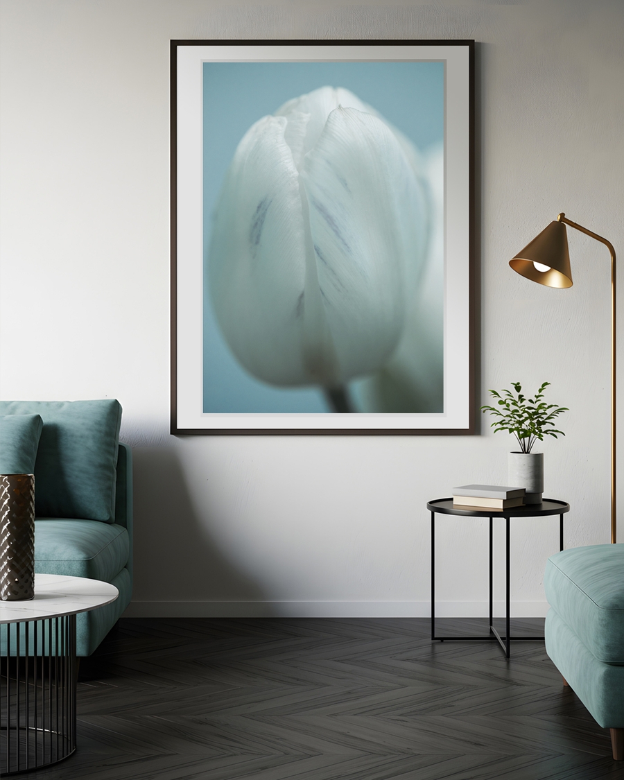 A poster of a Close‑up white tulip with soft cool tones