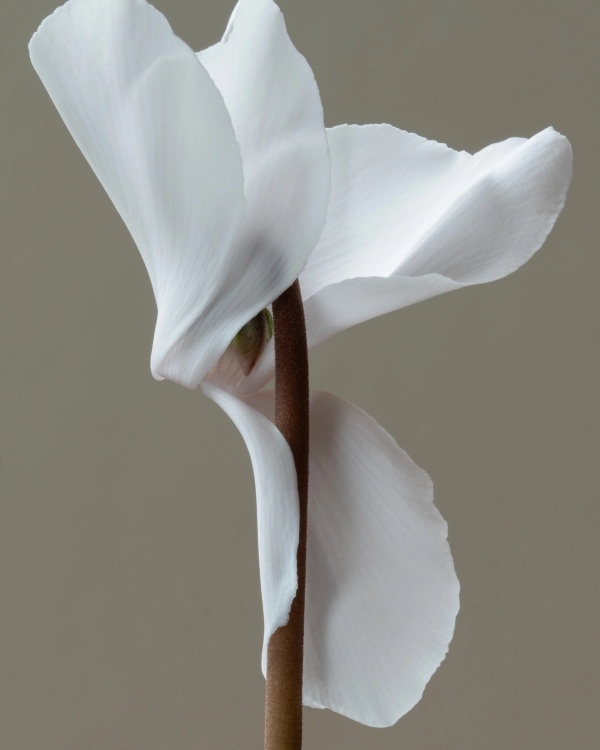 White cyclamen flower with a slim brown stem against a warm greige background