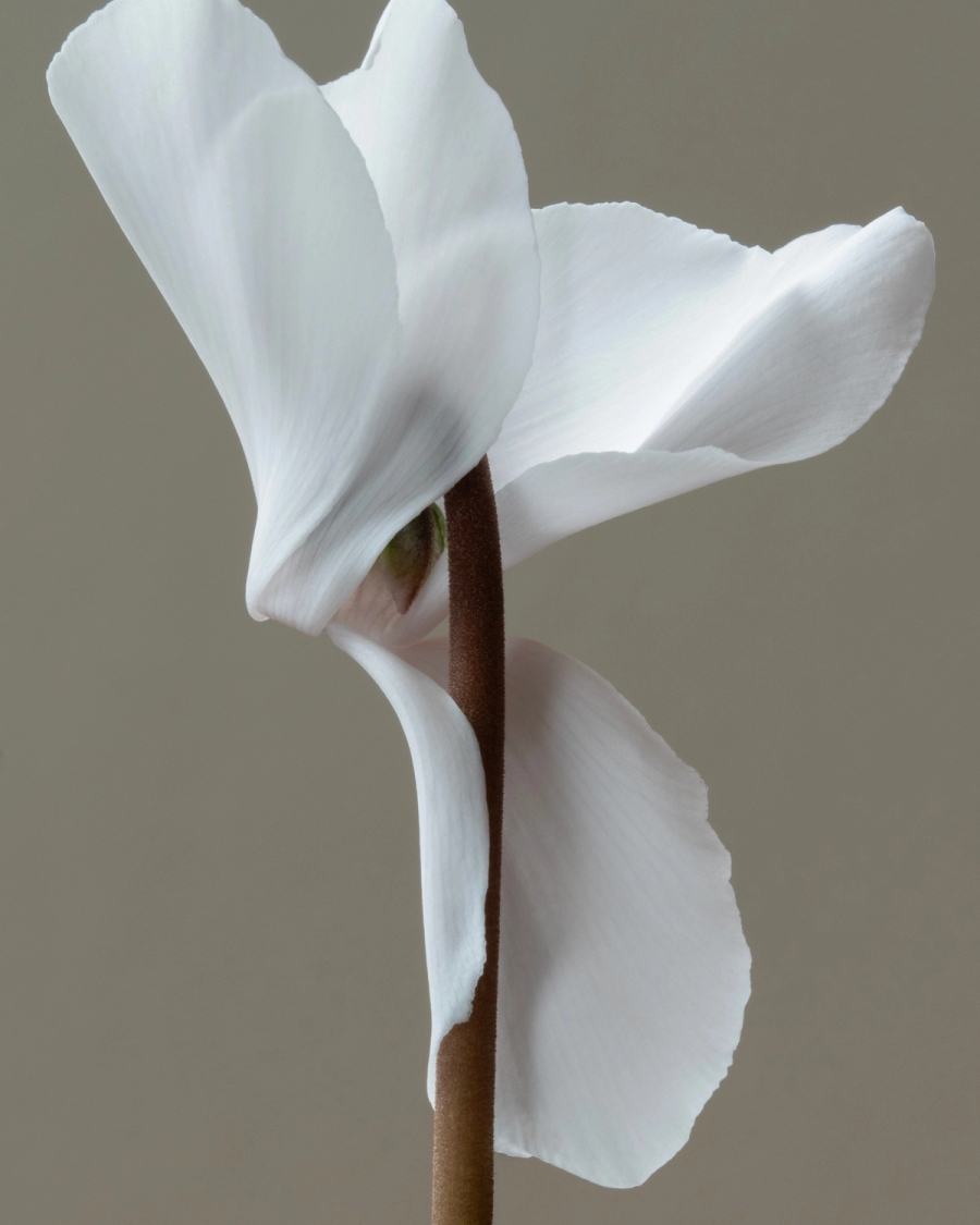 White cyclamen flower with a slim brown stem against a warm greige background