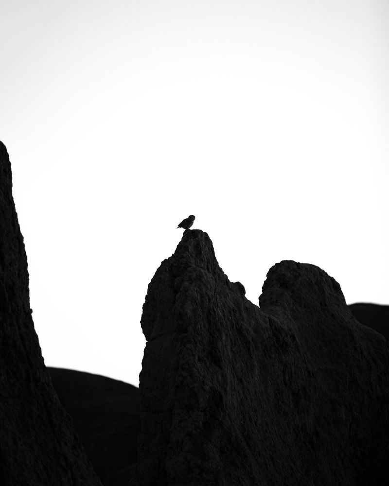 A lonely own sitting on a rock in black and white