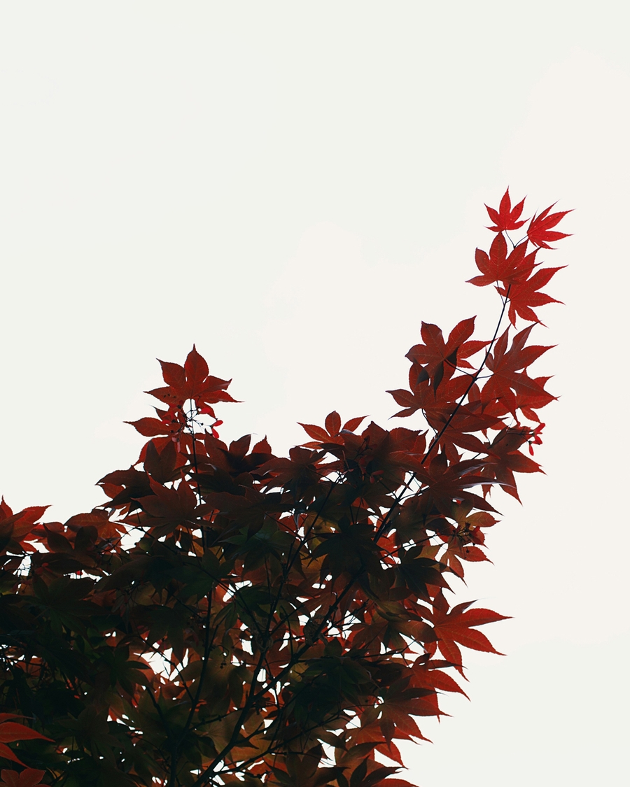 A crimson maple leaves on a white background