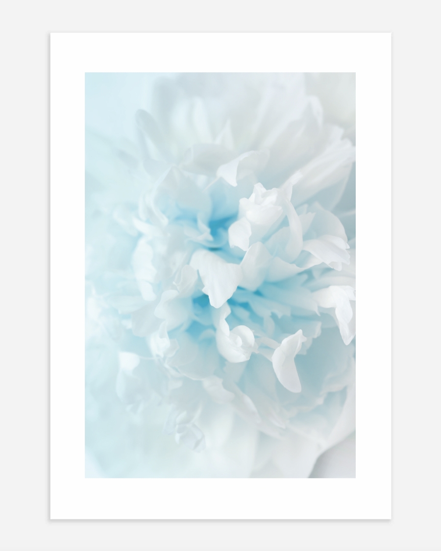 A poster of a Soft white and blue abstract floral shapes