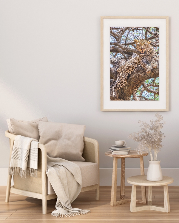 A poster of a Leopard resting on tree branch in sunlight