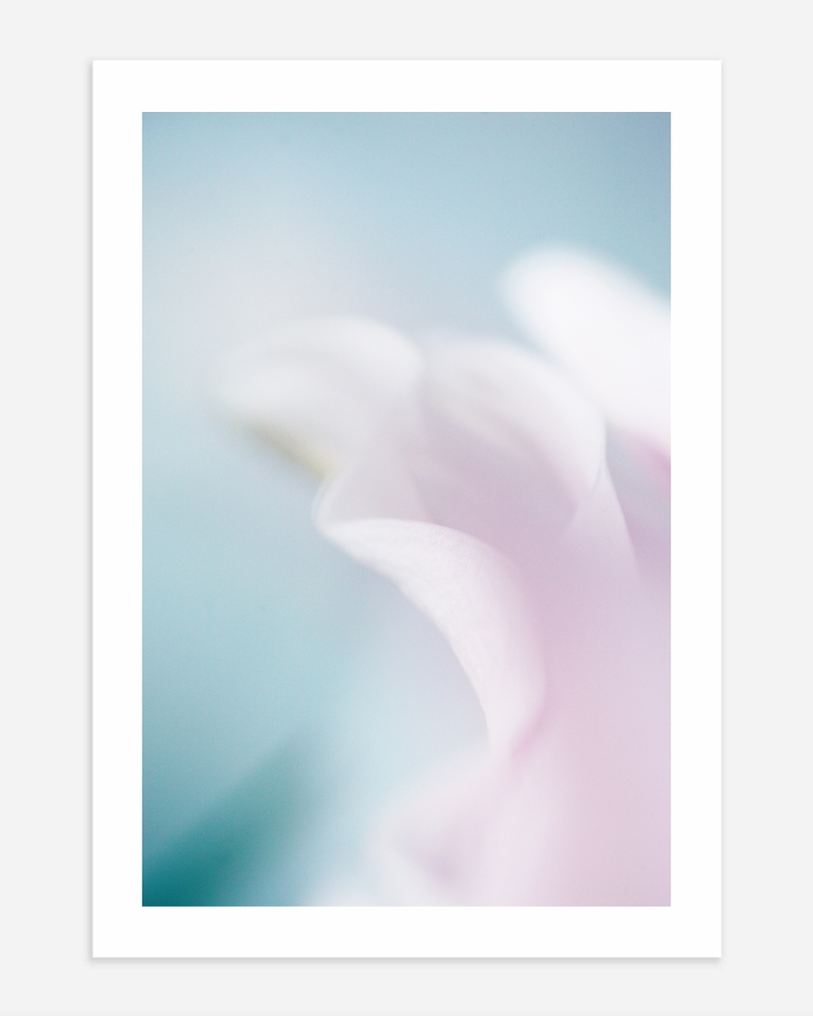 A poster of a Soft pastel flower petals in blue and pink