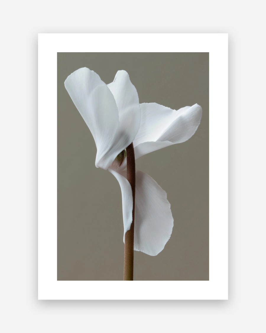 White Cyclamen Study poster with a white border, unframed on a light gray background