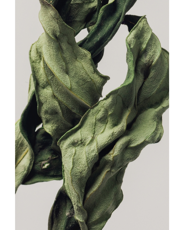 Close‑up textured dried green leaves
