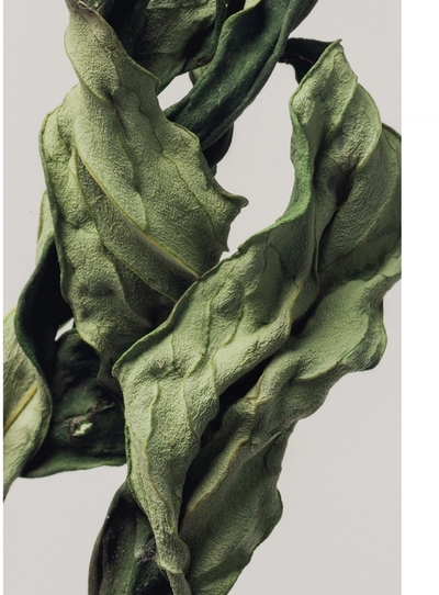Close‑up textured dried green leaves