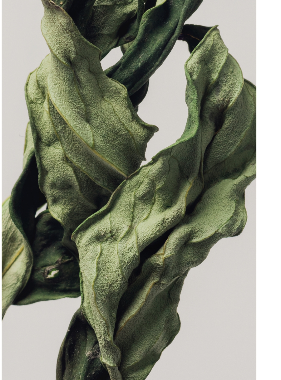 Close‑up textured dried green leaves