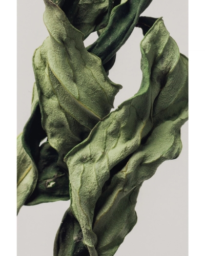 Close‑up textured dried green leaves
